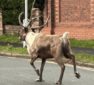 Chaos as Reindeer Goes on the Run in Merseyside Christmas Drama
