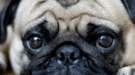 Crufts Bans Flat-Faced Pugs That Can’t Breathe