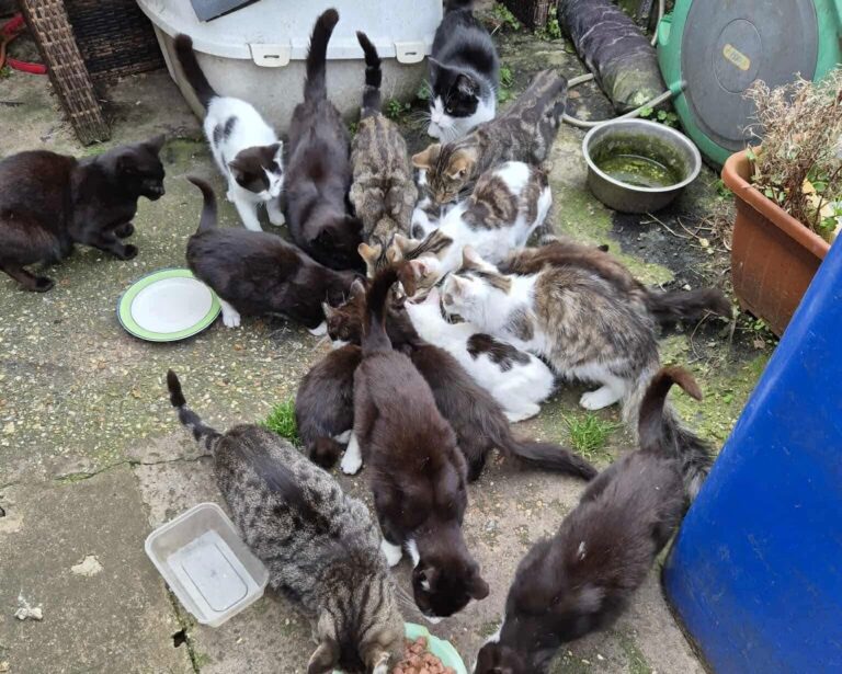 20 Cats Rescued from Squalid Garden in North East Lincolnshire