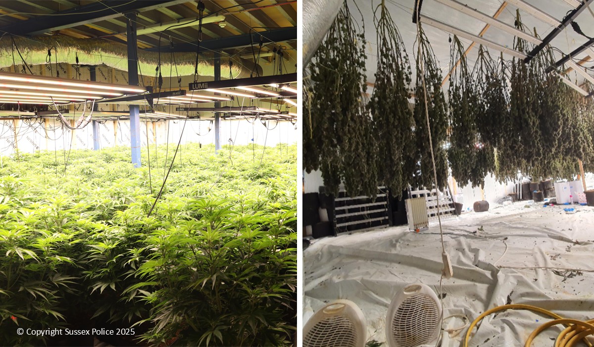 Three Men Busted After Massive Cannabis Farm Found in Eastbourne