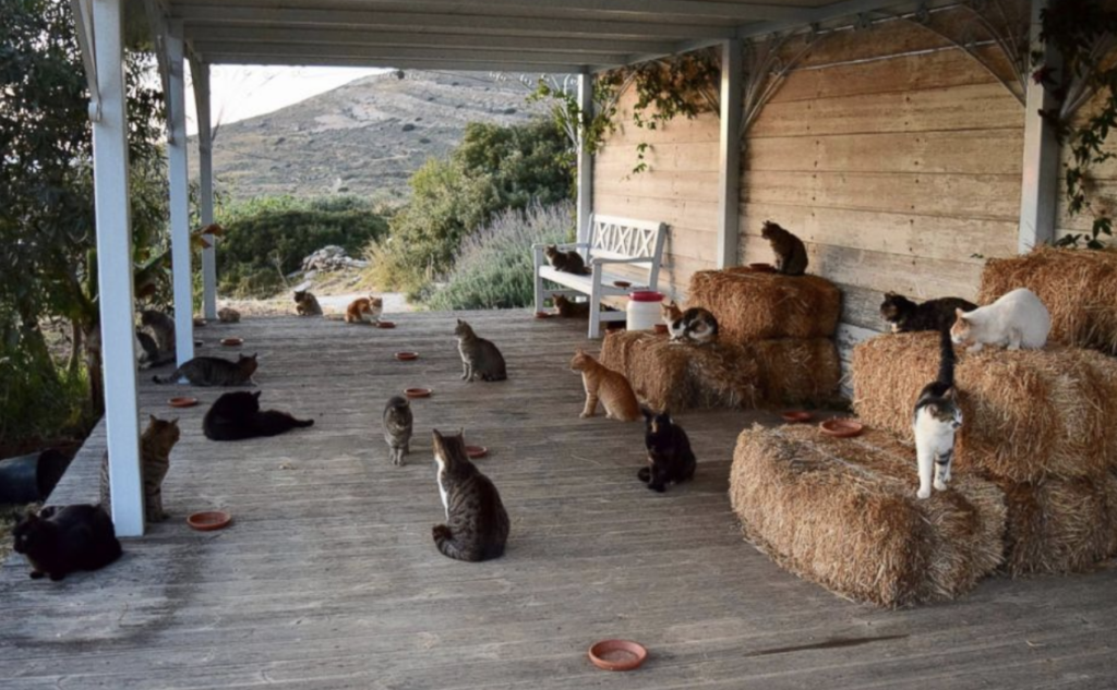 Greek Island Syros Offers Free Stay for Cat Volunteers