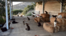 Greek Island Syros Offers Free Stay for Cat Volunteers