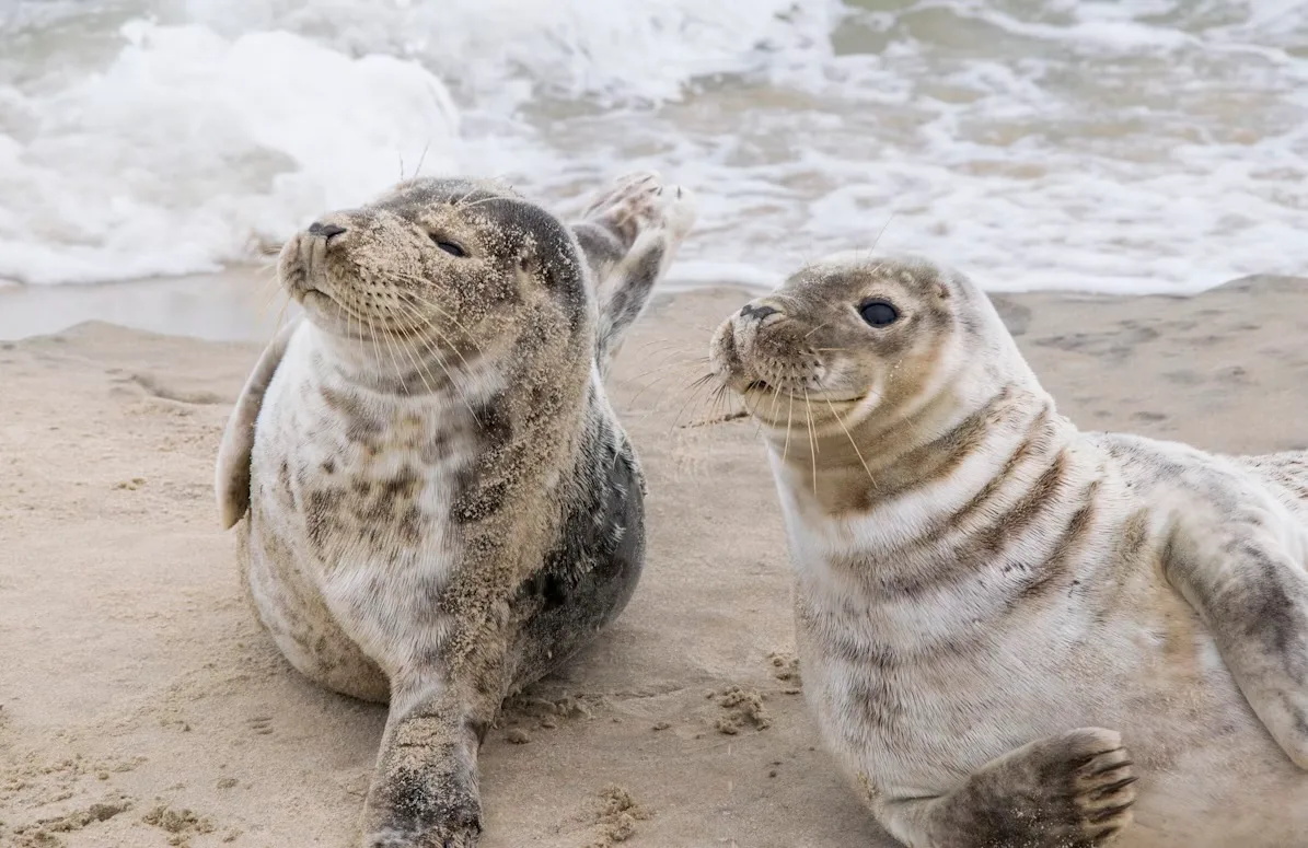 Grey Seal Pups Bounce Back at Donna Nook
