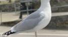 Merseyside Man Jailed for Brutal Gull Murder