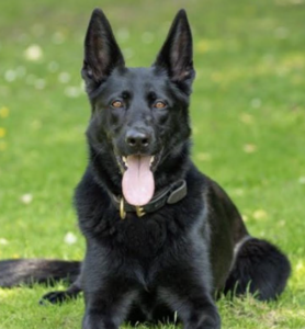 Police Dog Nabbed Car Thief After High-Speed Chase in Dover