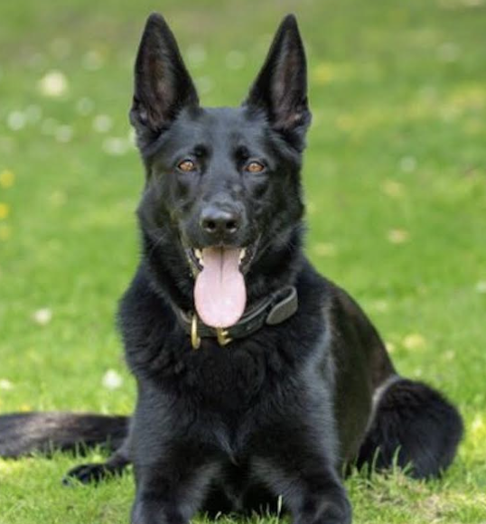 Police Dog Nabbed Car Thief After High-Speed Chase in Dover