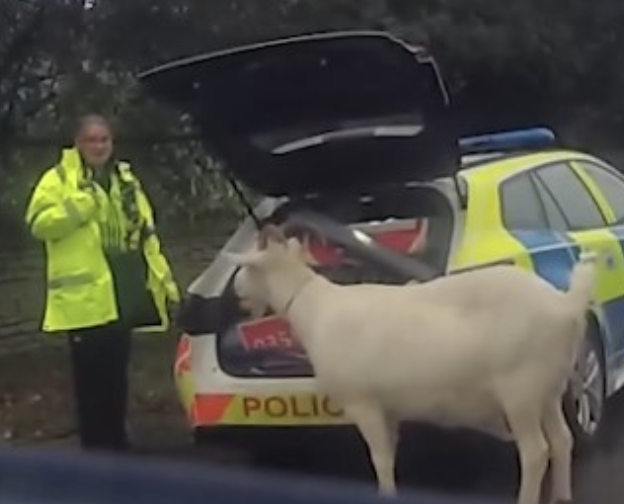 Police Lasso Wild Goat Billy After Rampage Through Wiltshire Village
