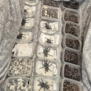 UK Border Officers Crack Down on Wildlife Trafficking