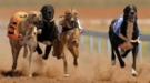Wales Set to Become First UK Nation to Ban Greyhound Racing