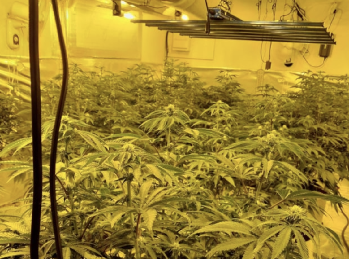 Wiltshire Police crack down on drug supply ring with multiple arrests