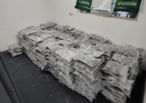 £24 Million Cannabis Stockpile Seized in Massive Bolton Drugs Raid