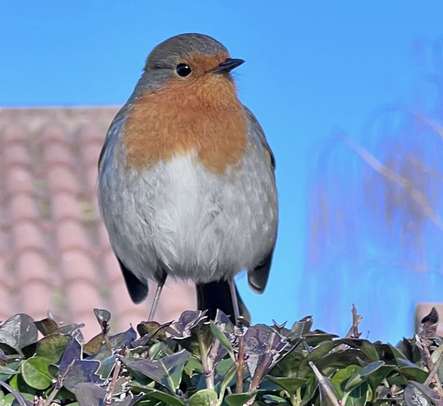 Big Garden Birdwatch 2026: Your Count Could Save UK Birds