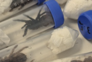 Border Force Busts Major Wildlife Smugglers, Snags 250+ Endangered Creatures