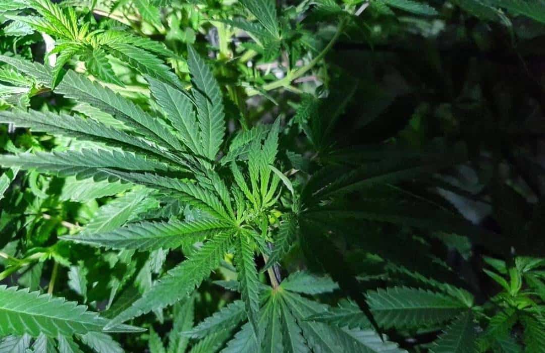 Cannabis Factory Uncovered in Hove After Strong Smell Raises Alarm