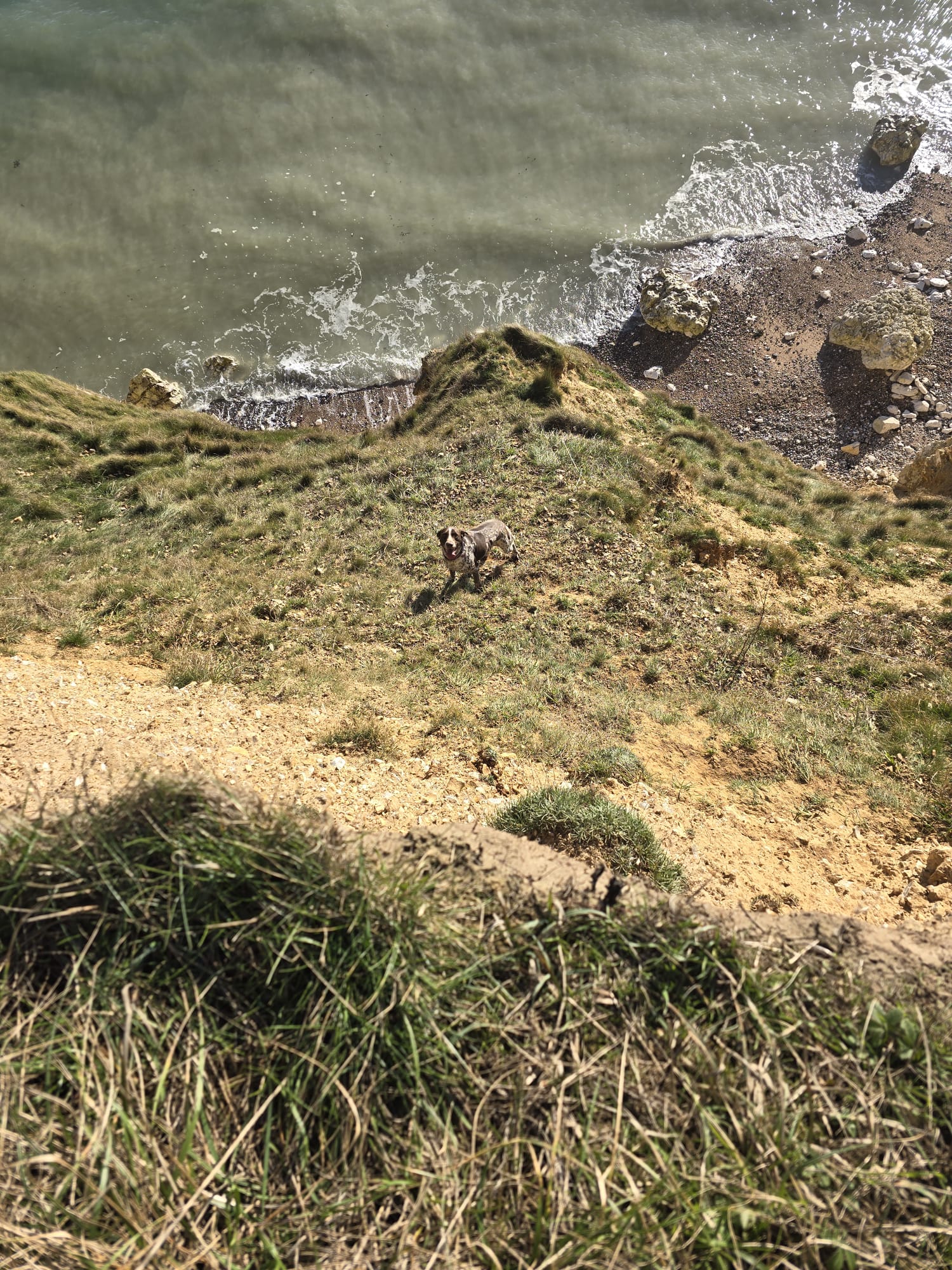 Heroic Coastguard Saves Dog Plunged Off Sussex Cliff