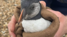Rare Puffin Rescue on Brighton Beach After Storm Havoc