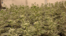 Massive Cannabis Farm Shutdown in Walmer Bust