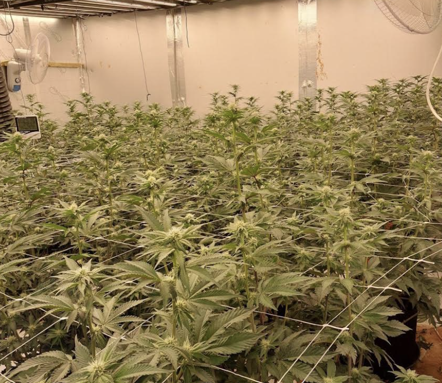 Massive Cannabis Farm Shutdown in Walmer Bust