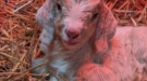 Newborn Goats Found in Bin Hours After Birth Named Biffa and Veolia as Waste Companies Cover Vet Bills and Food