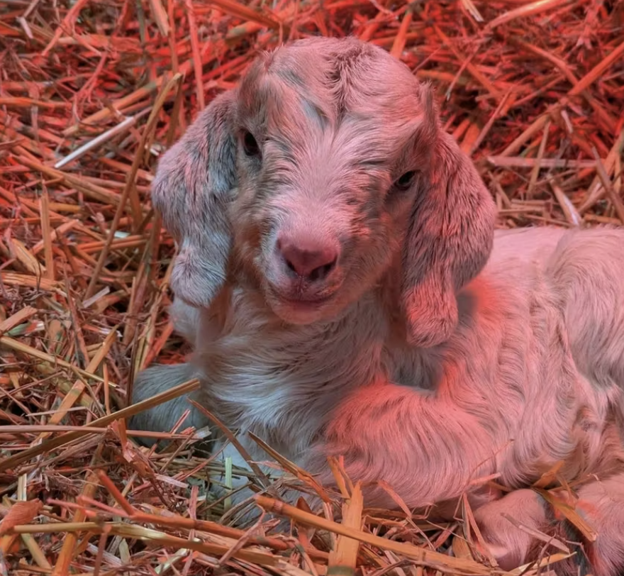 Newborn Goats Found in Bin Hours After Birth Named Biffa and Veolia as Waste Companies Cover Vet Bills and Food