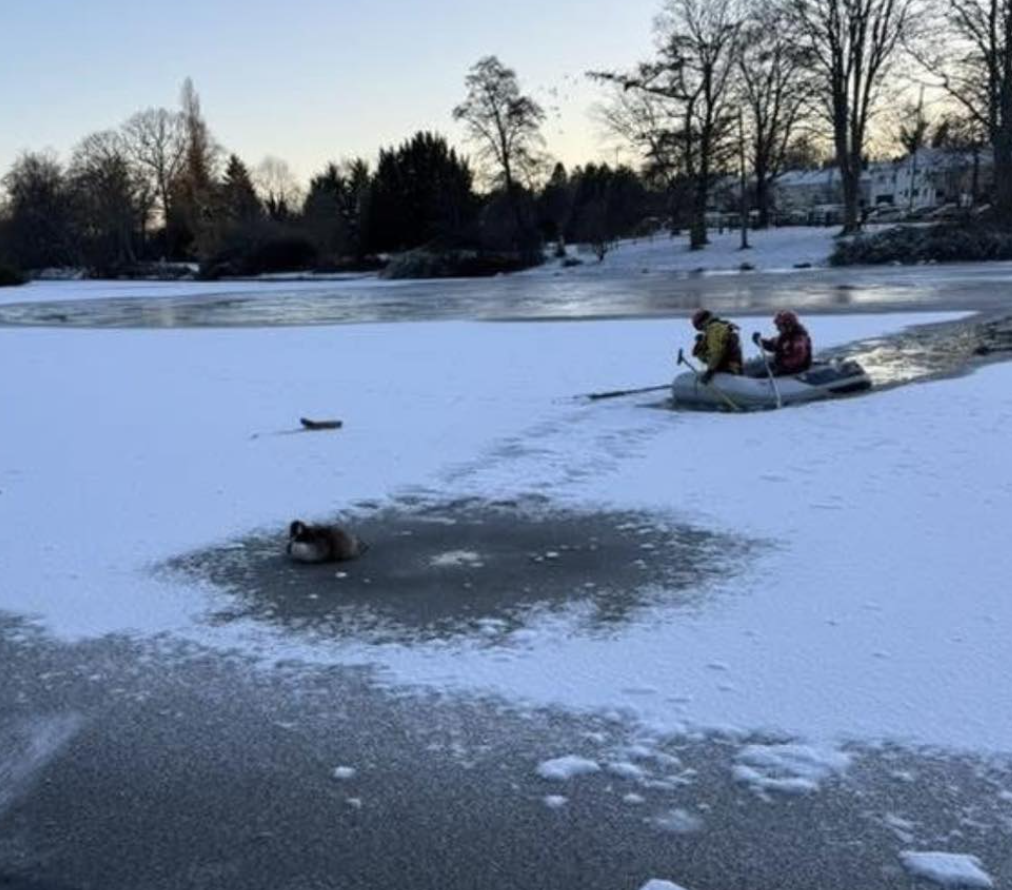 RSPCA Launches Ice-Breaking Rescue for Stranded Canada Goose in Birmingham