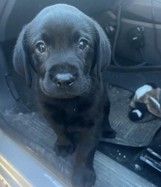 Stolen Puppy Found 170 Miles Away and Reunited with Owner