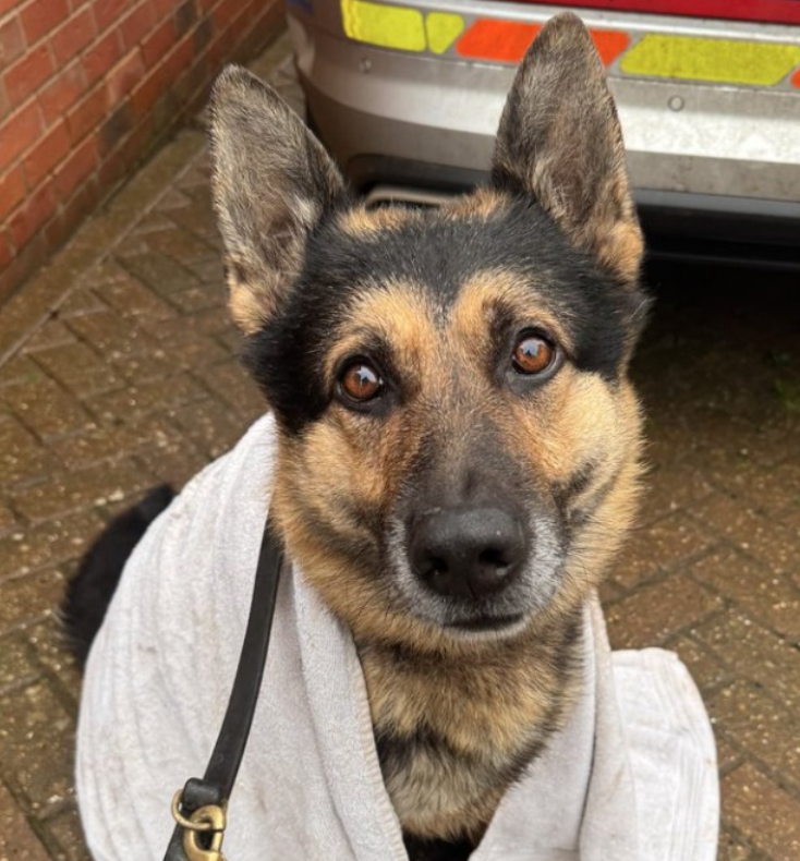 Hero Police Dog Sniffs Out Hit-and-Run Suspects in Torrential Rain