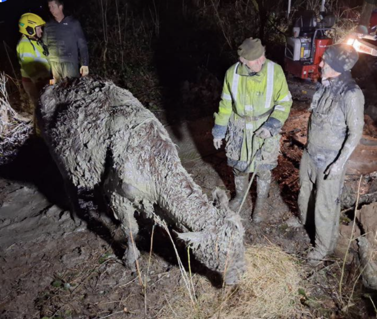 Workington: UK: Firefighters Rush to Rescue Cow Trapped in Mud image