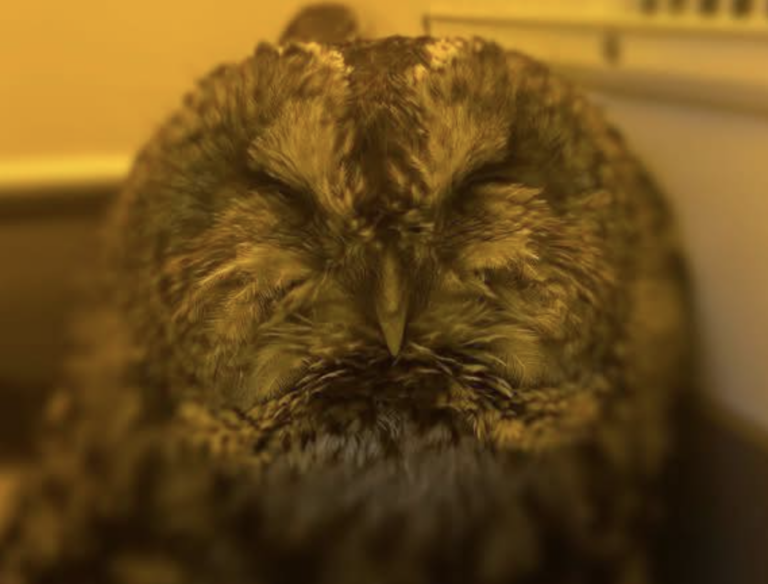 Firefighters Rescue Tawny Owl Trapped in Fishing Line image