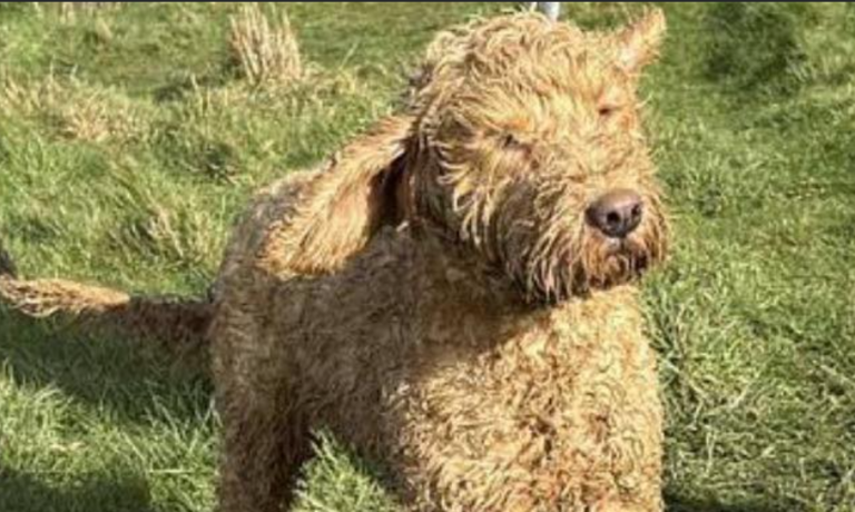 Cockapoo Rescued After 11 Hour Cliff Drama in Dorset image