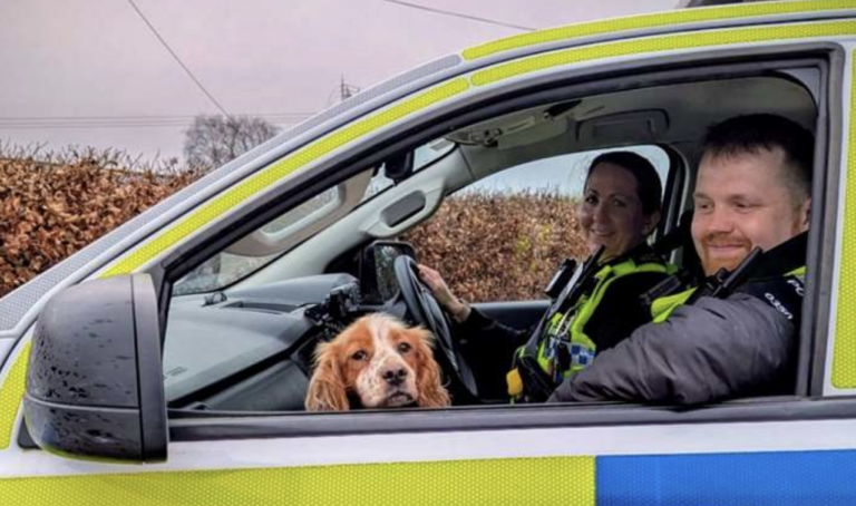 Stolen Spaniel Honey Found 160 Miles Away in Dorset and Reunited with Family image