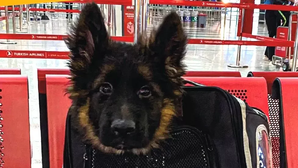 A German Shepherd Puppy Arrived In Mexico After Being Airlifted From Turkey As A Token Of Thanks From The Turkish Government For The Assistance Provided By Mexico's Search Dogs During The February Earthquake