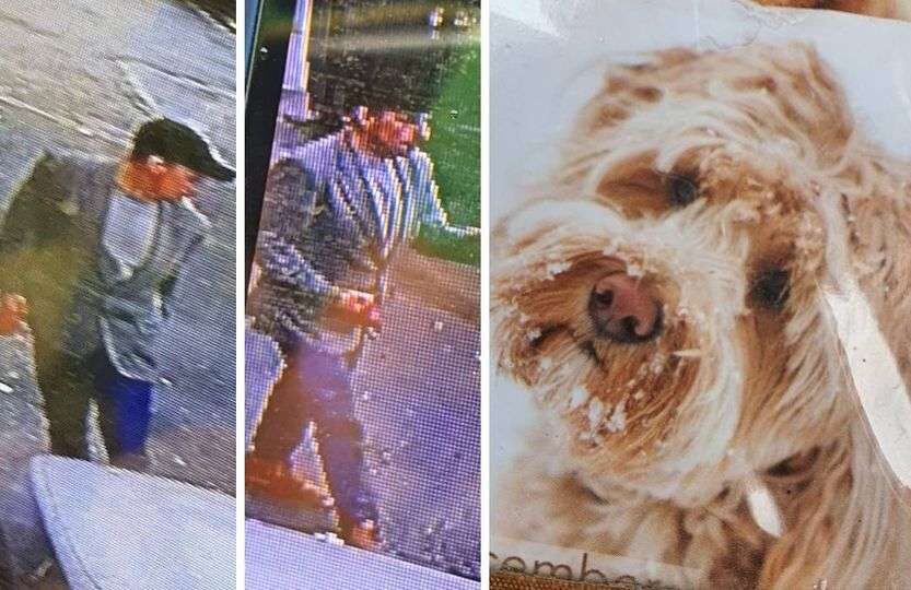 Therapy Dog Dylan Stolen From Vulnerable Owner In Brighton This Afternoon