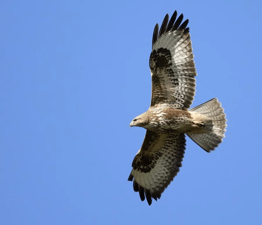 Buzzard Shot Dead in Otham Garden: Kent Police Urge Witnesses to Come Forward