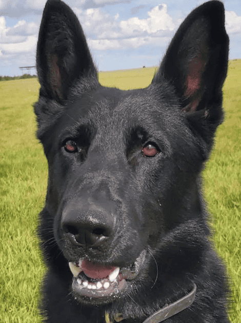 Police Dog Assists in Arrest of Suspected Drink Driver in Swale