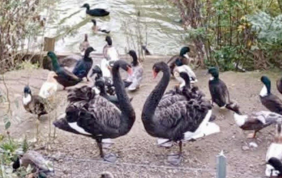 ‘Terminator’ Swan’s Wild Ride Ends in True Love – UKNIP