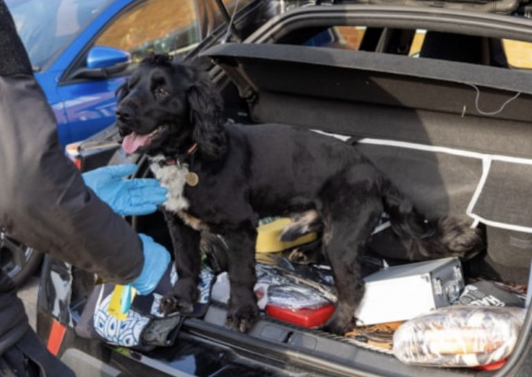 Nearly 100 Arrested as South West Police Smash Drug Rings and Protect Kids image