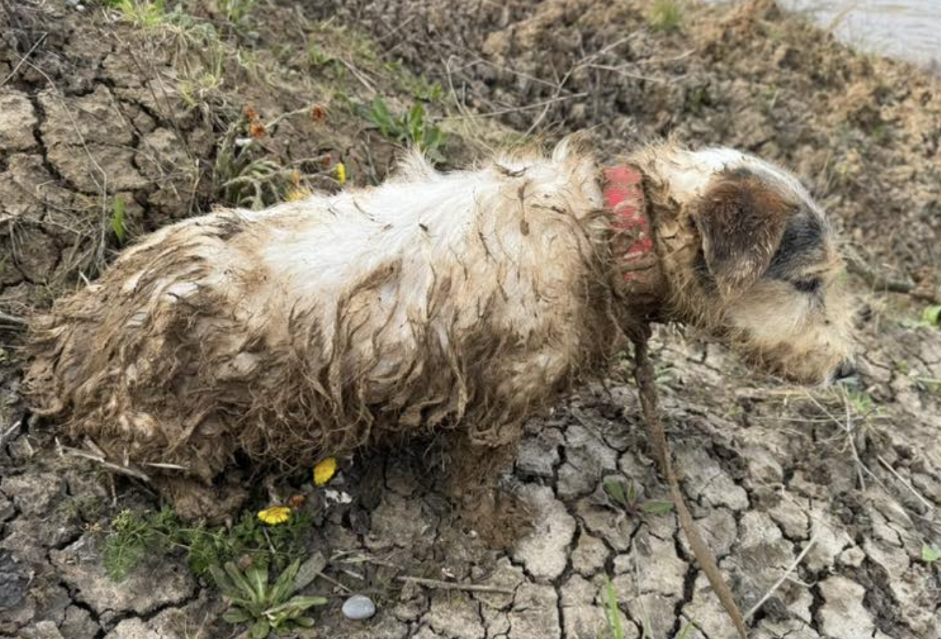Grandma, Son and Grandson Stuck in Sheppey Mud, Rescued by Coastguard