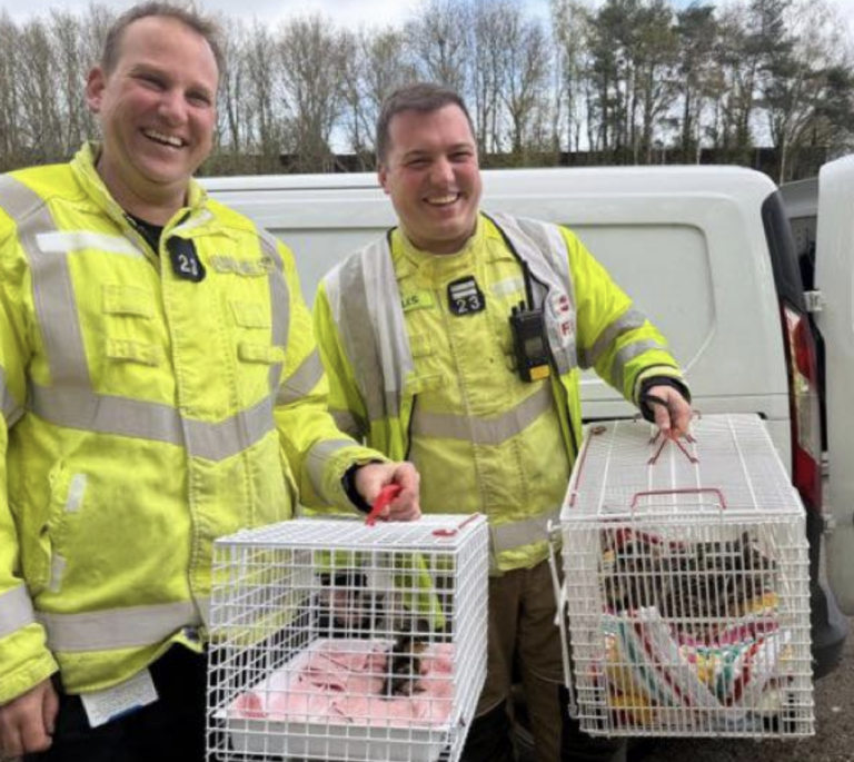 Firefighters Save Ducklings in Dramatic Motorway Rescue