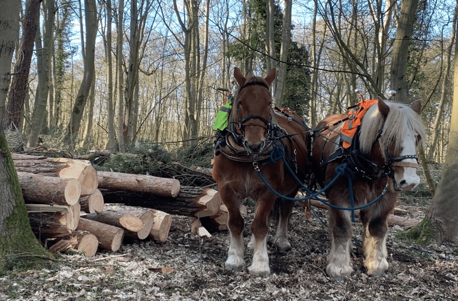 Rare Norfolk Chalk Stream Improved For People And Wildlife