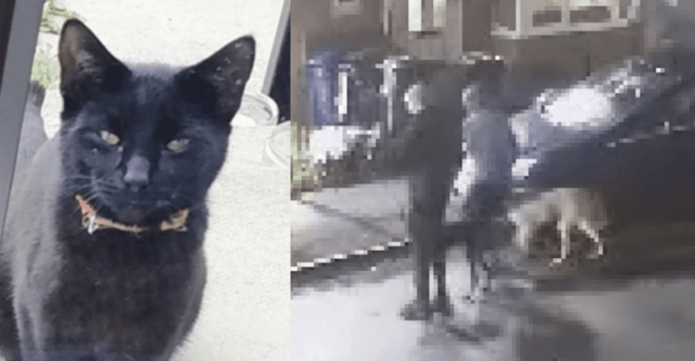 In A Distressing Incident That Has Left The Local Community In Shock, Two Dogs Brutally Attacked And Killed A Defenceless Cat In Its Owner’s Garden