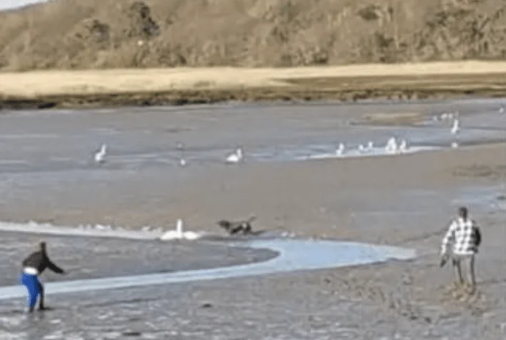 Investigation Launched After Swans Are Killed By A Dog On An Isle Of  Wight Beach