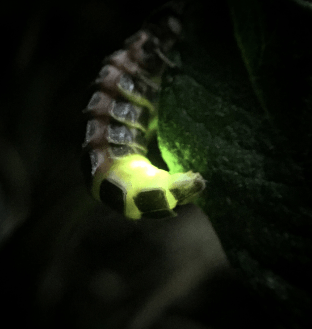 A Colony Of Glow-worms, A Declining Species With No Legal Protection, Were Found Residing Within A Small Existing Hedgerow During A Recent Recce To Norbury Park Near Dorking 