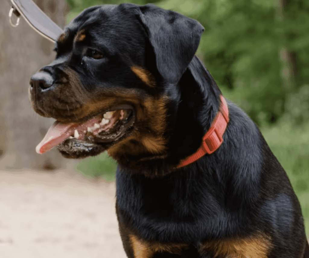 A Man Who Abandoned His Rottweiler In His Car On One Of The Hottest Days Of The Year Has Been Barred From Owning A Dog For The Next Ten Years