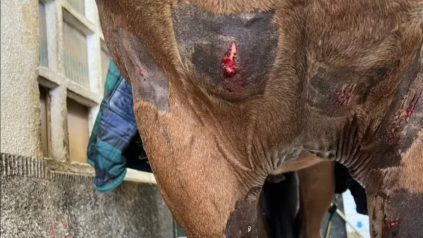 In Front Of Horrified Onlookers, A Police Horse Was Attacked By An Out-of-control Dog In A London Park