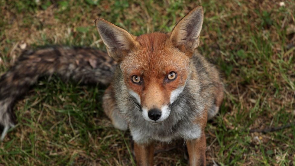 Detectives Are Appealing For Information Following Reports That A Group Of Men Have Been Deliberately Catching And Torturing Foxes In East London – Including Setting Them On Fire