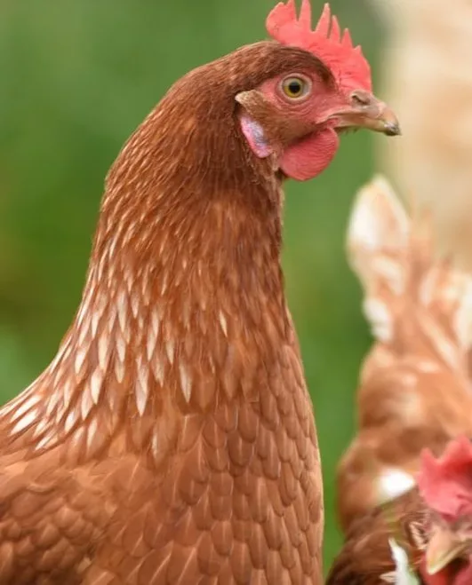 Poultry And Captive Birds In England And Wales Can Once Again Be Kept Outside Starting Next Week, Following The Government’s Announcement Lifting The “mandatory Housing Order” Implemented During The Bird Flu Outbreak
