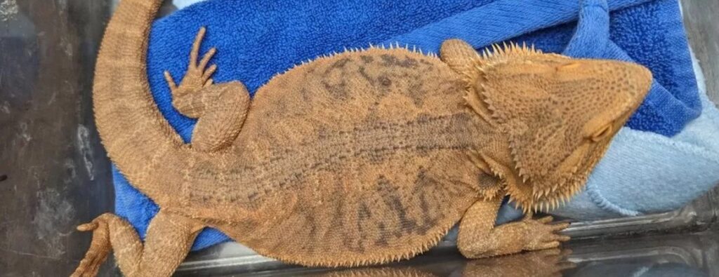 A Bearded Dragon Has Been Rescued In Sussex After Being Found Stranded In Freezing Temperatures At A Cricket Ground By A Member Of The Public