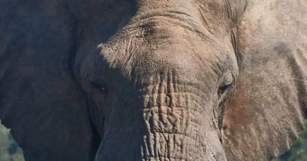 The Conflict Between Humans And Wildlife Is A Persistent Issue In Several Parts Of India, With The Encroachment Of Natural Habitats And Poaching Being Key Reasons