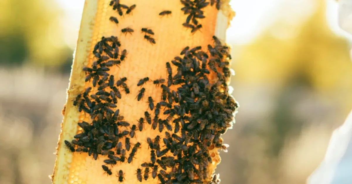 Six People, Including A Mother And Her Eight-year-old Daughter, Have Tragically Lost Their Lives After Being Attacked By Africanised Bees, Also Known As “killer Bees" In Nicaragua